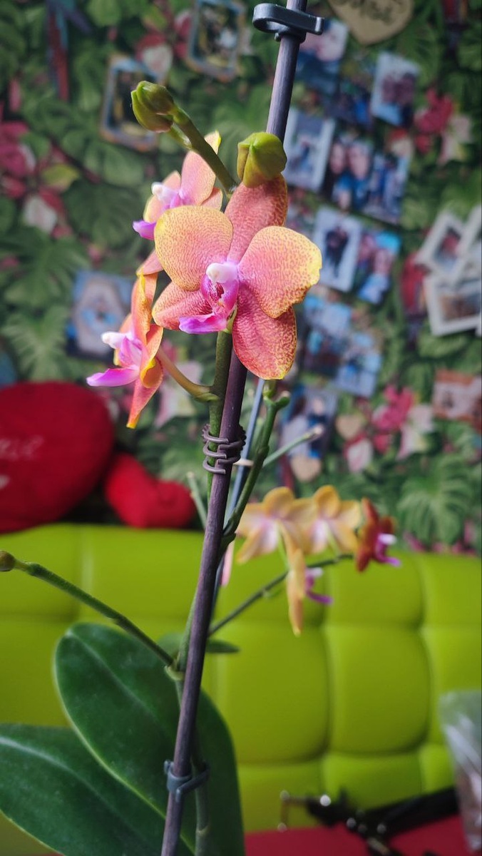 Бронзовый Будда — это орхидея мультифлора с цветоносами средней длины, достигающими 50–55 см.