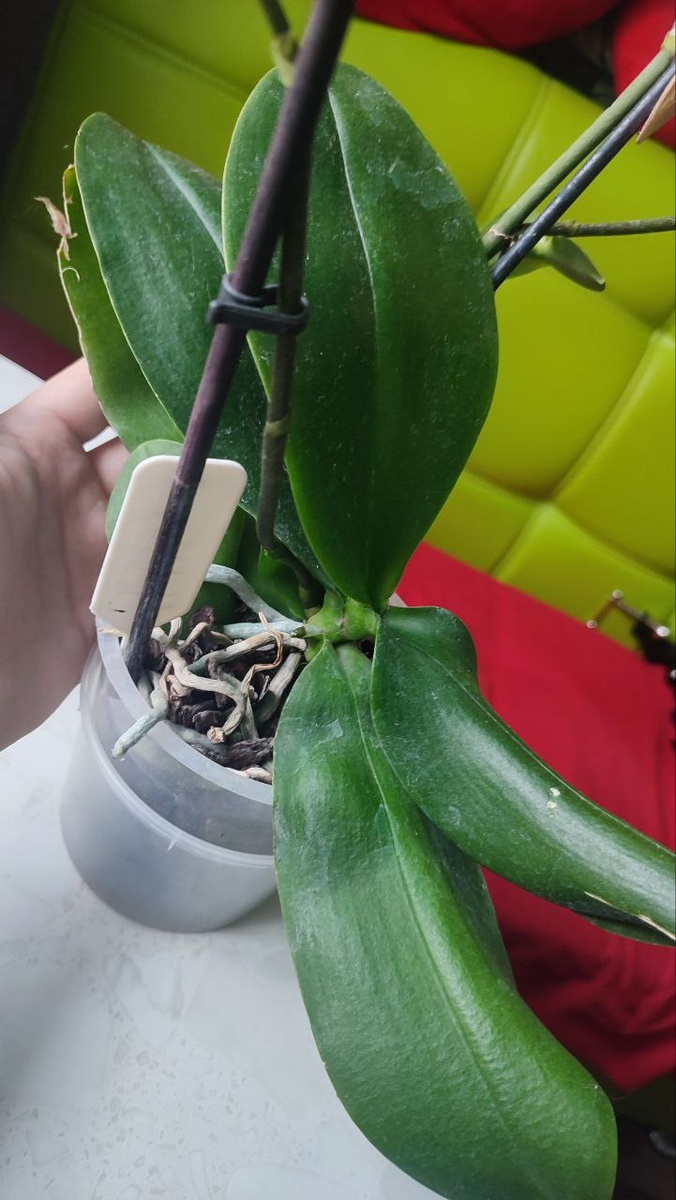 Его листья и стебли отличаются насыщенным тёмно-зелёным цветом. 