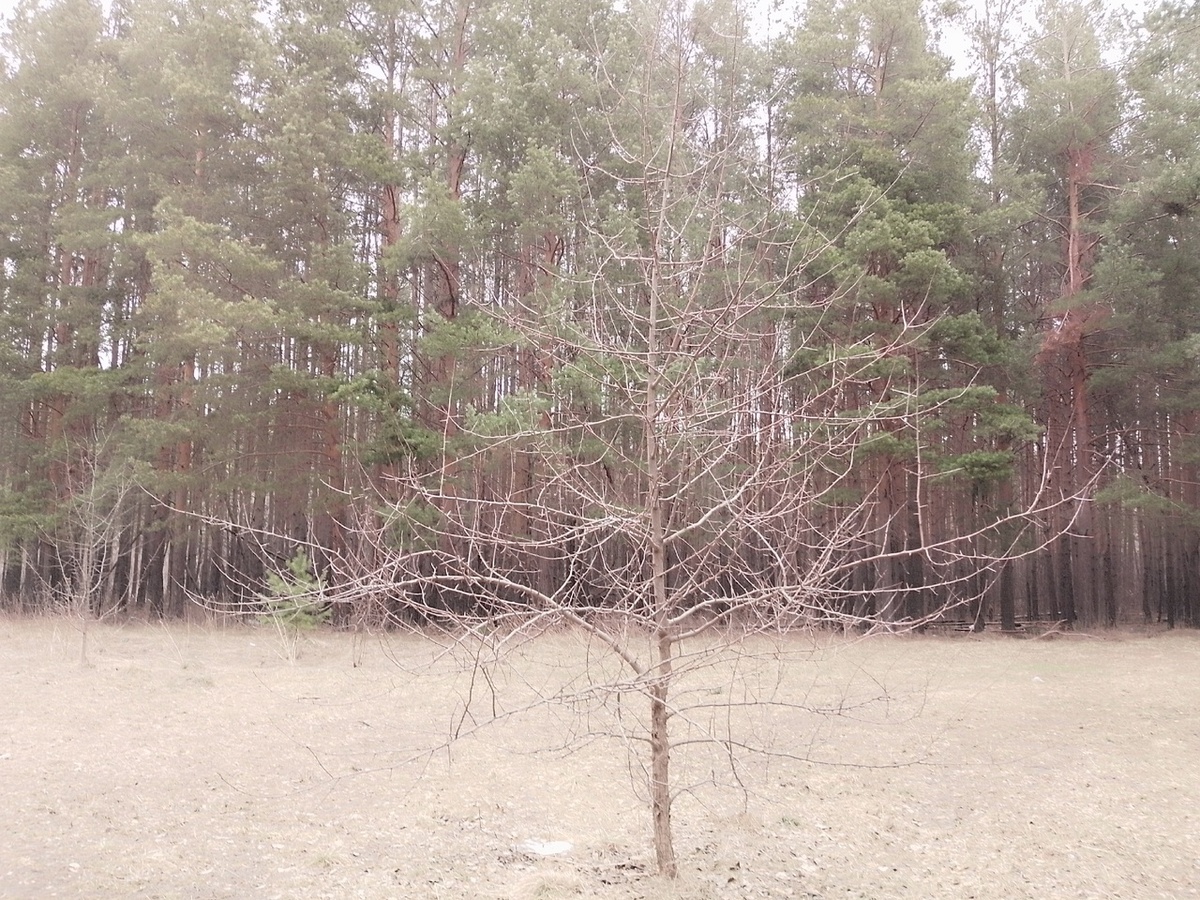 10 апреля. В городском парке