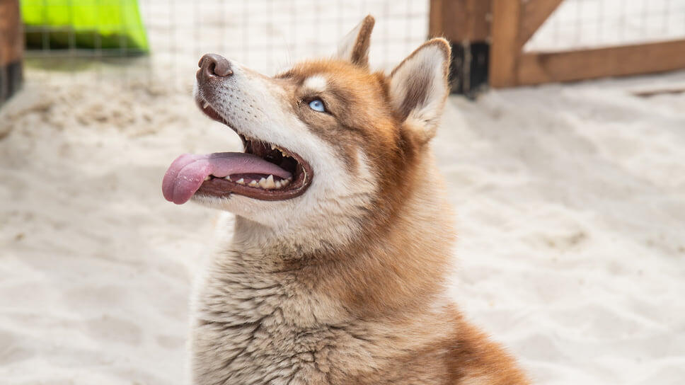 Фото: Олег Харсеев / Коммерсантъ