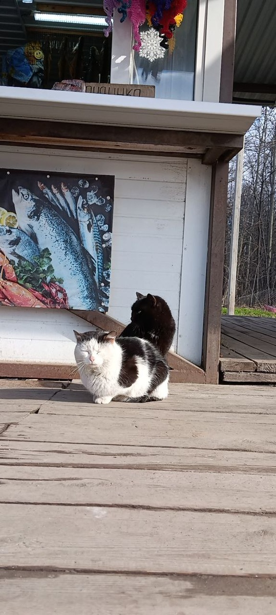 Кошки рыбнного рынка