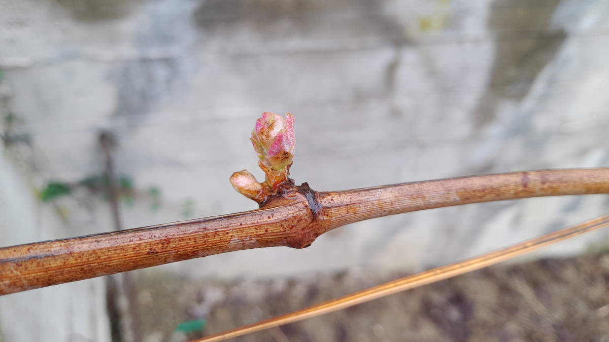 Когда, чем и как подкормить виноград весной? Первая весенняя подкормка винограда. Фото автора