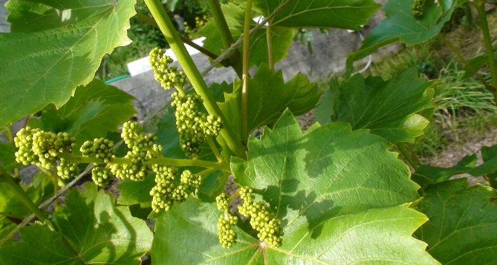 Когда, чем и как подкормить виноград весной? Первая весенняя подкормка винограда