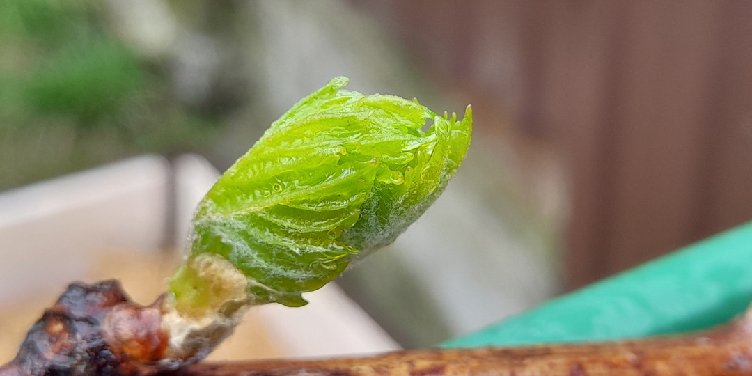 Когда, чем и как подкормить виноград весной? Первая весенняя подкормка винограда