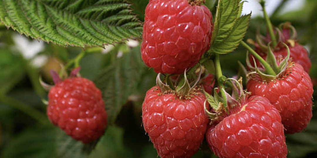 Весенняя обработка ремонтантной малины — залог хорошего урожая.