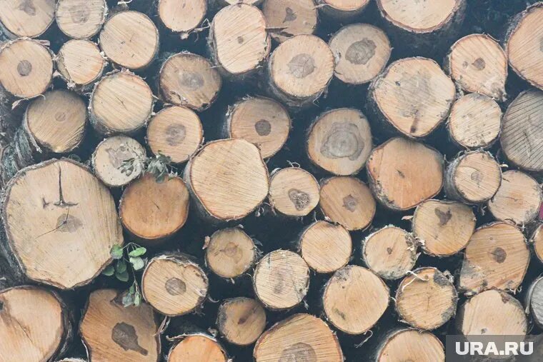 Возбуждено шесть уголовных дел. Фото: Владимир Жабриков © URA.RU