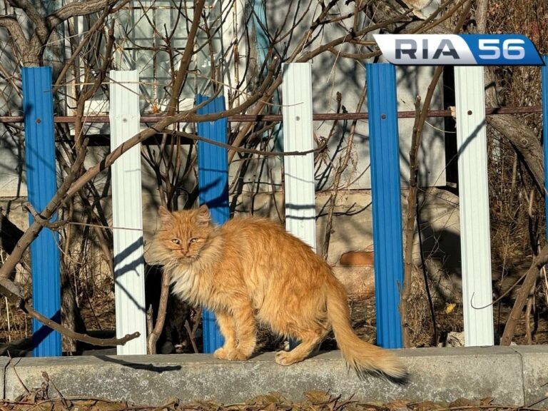    Жителям Оренбургской области рассказали, как уберечь питомцев от нападения клещей Кристина Просвиркина