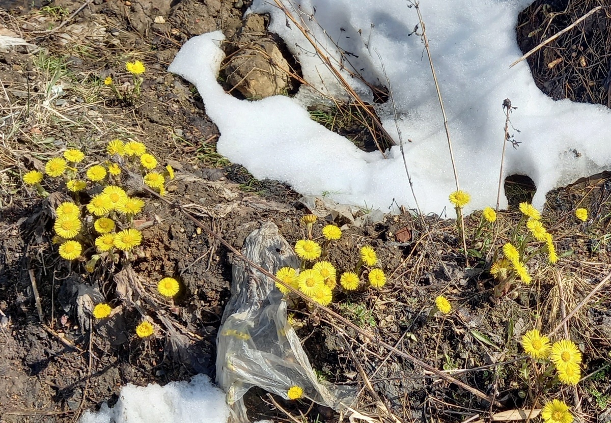 Из сегодняшних новостей: снег и мать-и мачеха. Солнце чуть пригрело, и появились цветочки. Ну, и мусор в кадр попал. Фото автора.