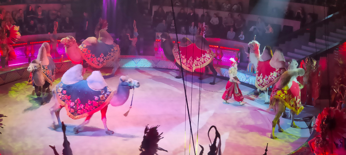 Фото с телефона в Новосибирском цирке.