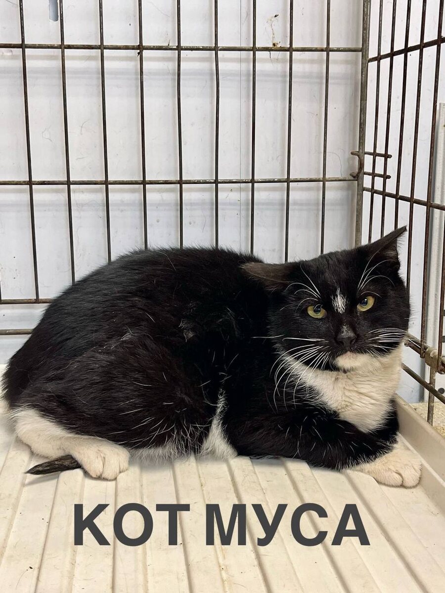 Вроде суровый такой котище