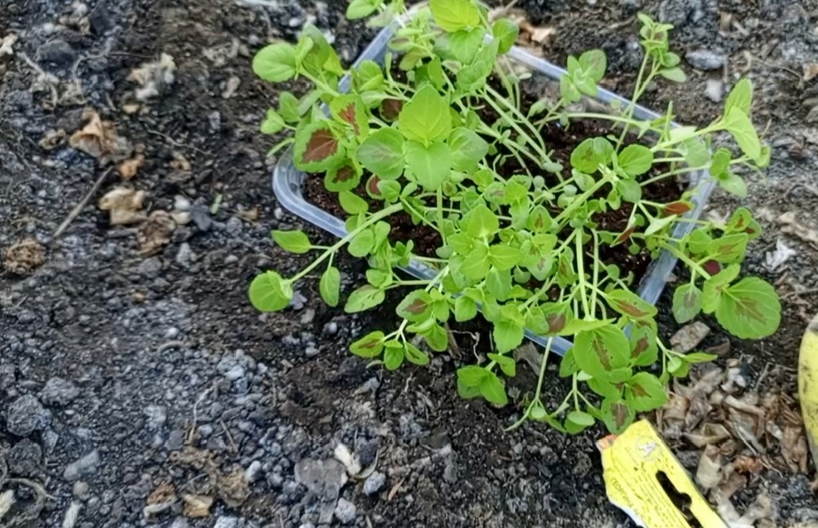 Колеусы вытянулись , падать стали. Емкость маленькая.