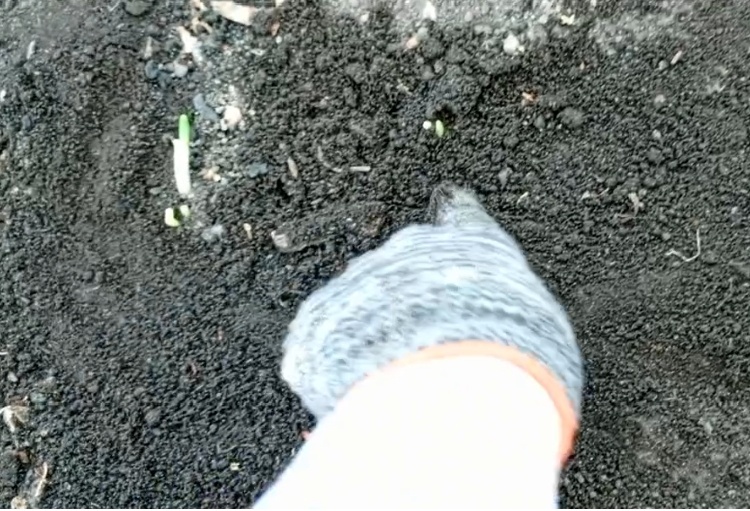 Лучок всходит после зимы 