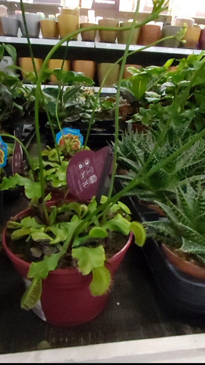 Вот такие у них длинные листочки.