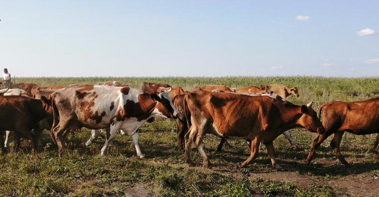     Уральские ученые определили полиморфизмы генов с устойчивостью к заболеваниям у 5 пород крупного рогатого скота
