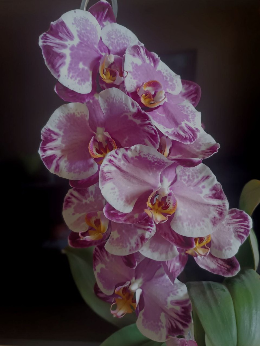 Мой любимчик Фаленопсис Сакрифайс (Sacrifice), цветение 2025