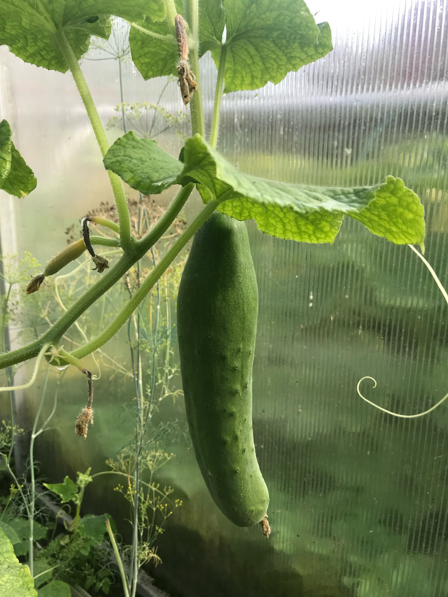 Я всегда только в парнике выращивала, может зря?