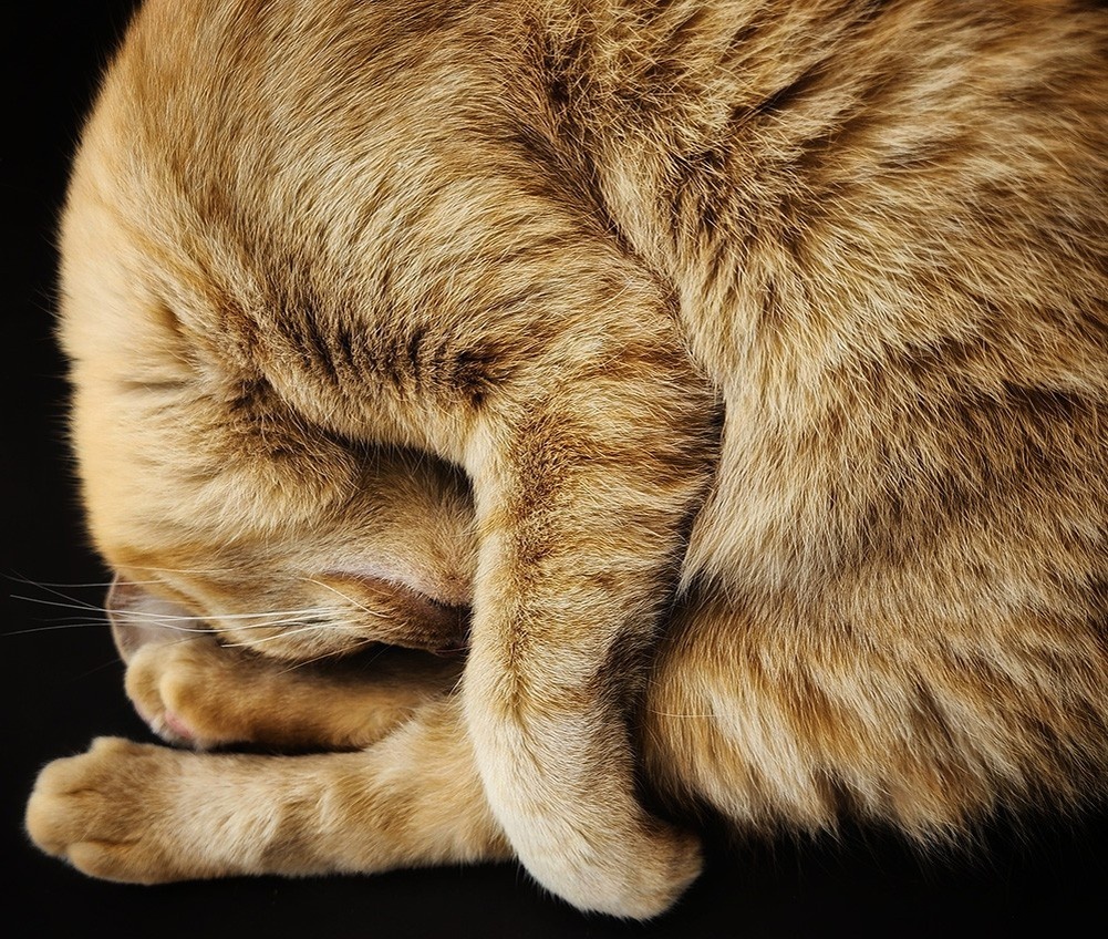    Cerrina Smith, mobilephotoawards.com