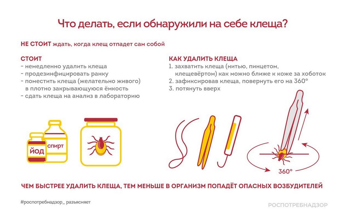    Клещи покусали 124 ребенка в Липецкой области Роспотребнадзора