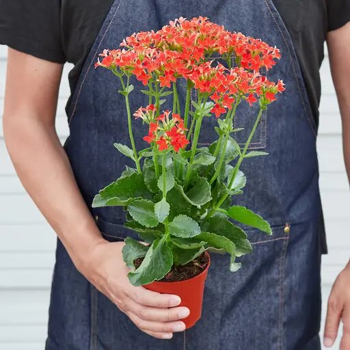   Каланхоэ не цветет — что делать Вера Курилыч