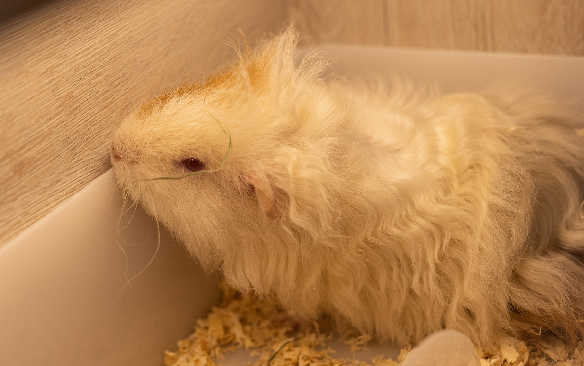 Чили — морская свинка породы тексель