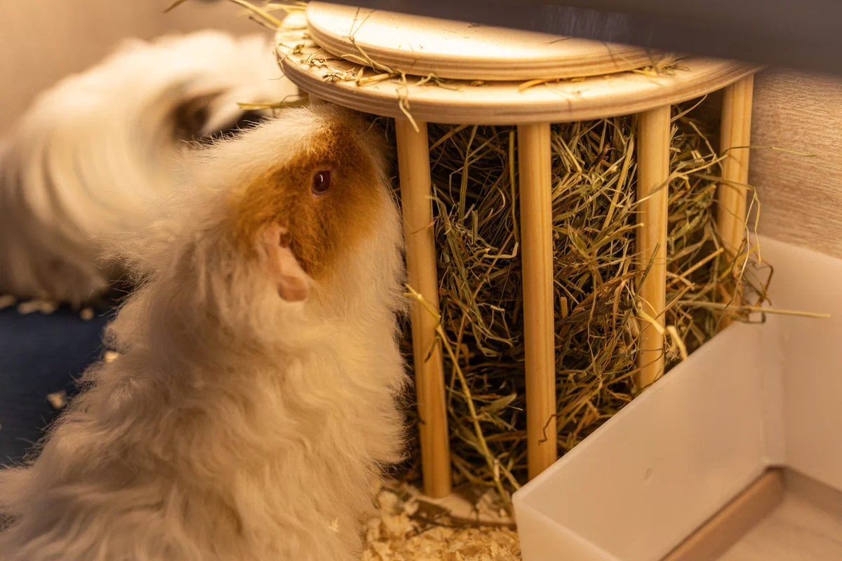 Чили очень любит аппетитно похрумкать сеном