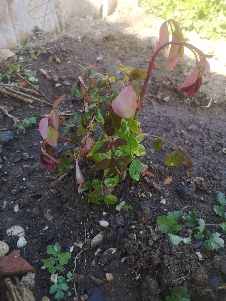 Пока носилась с черенками туда-сюда красные побеги подустали, надеюсь, что отойдут.