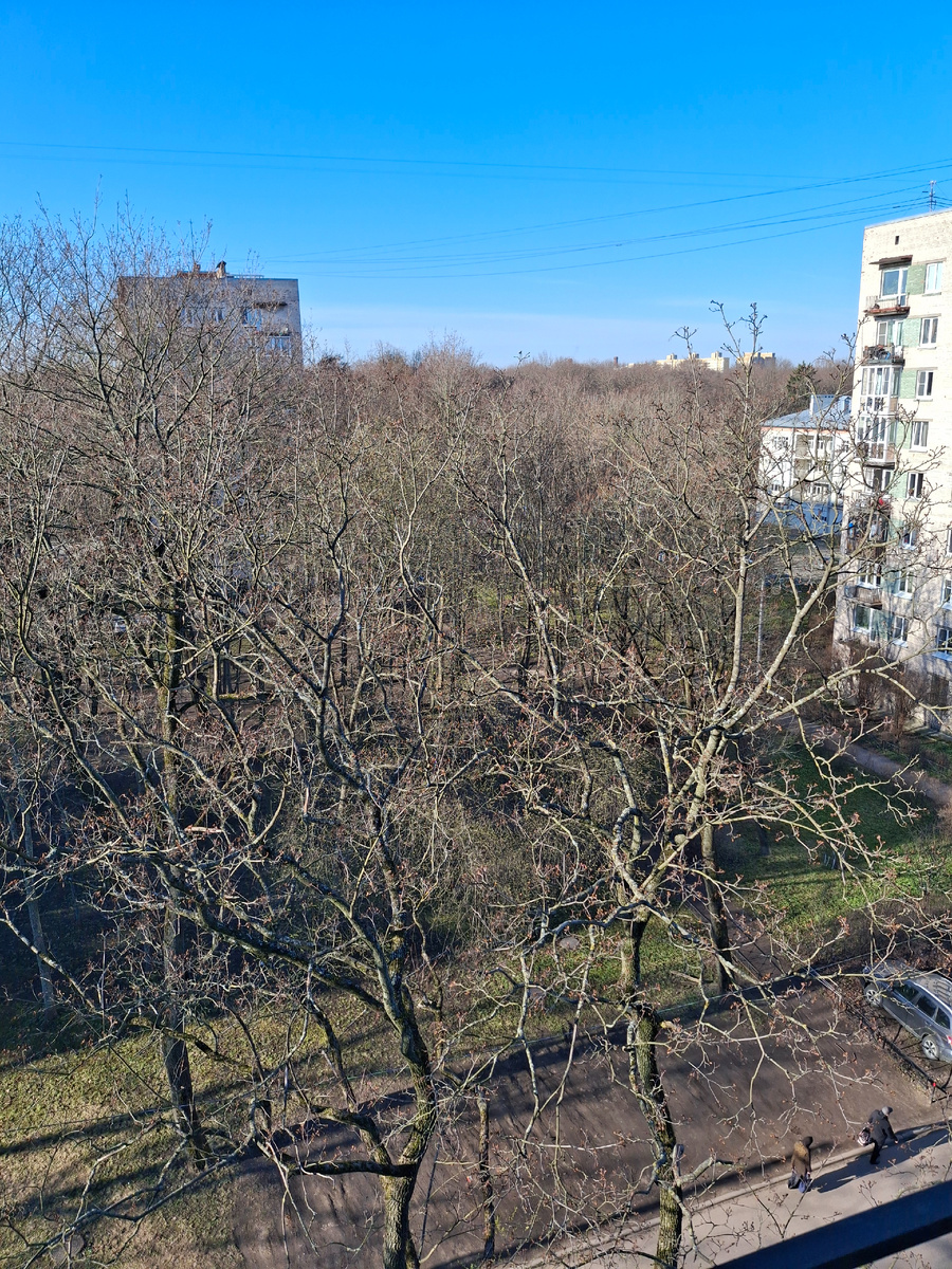 Фото автора. Видите появление зеленого цвета на общем сером фоне? Совсем еще чуть-чуть, но есть уже.