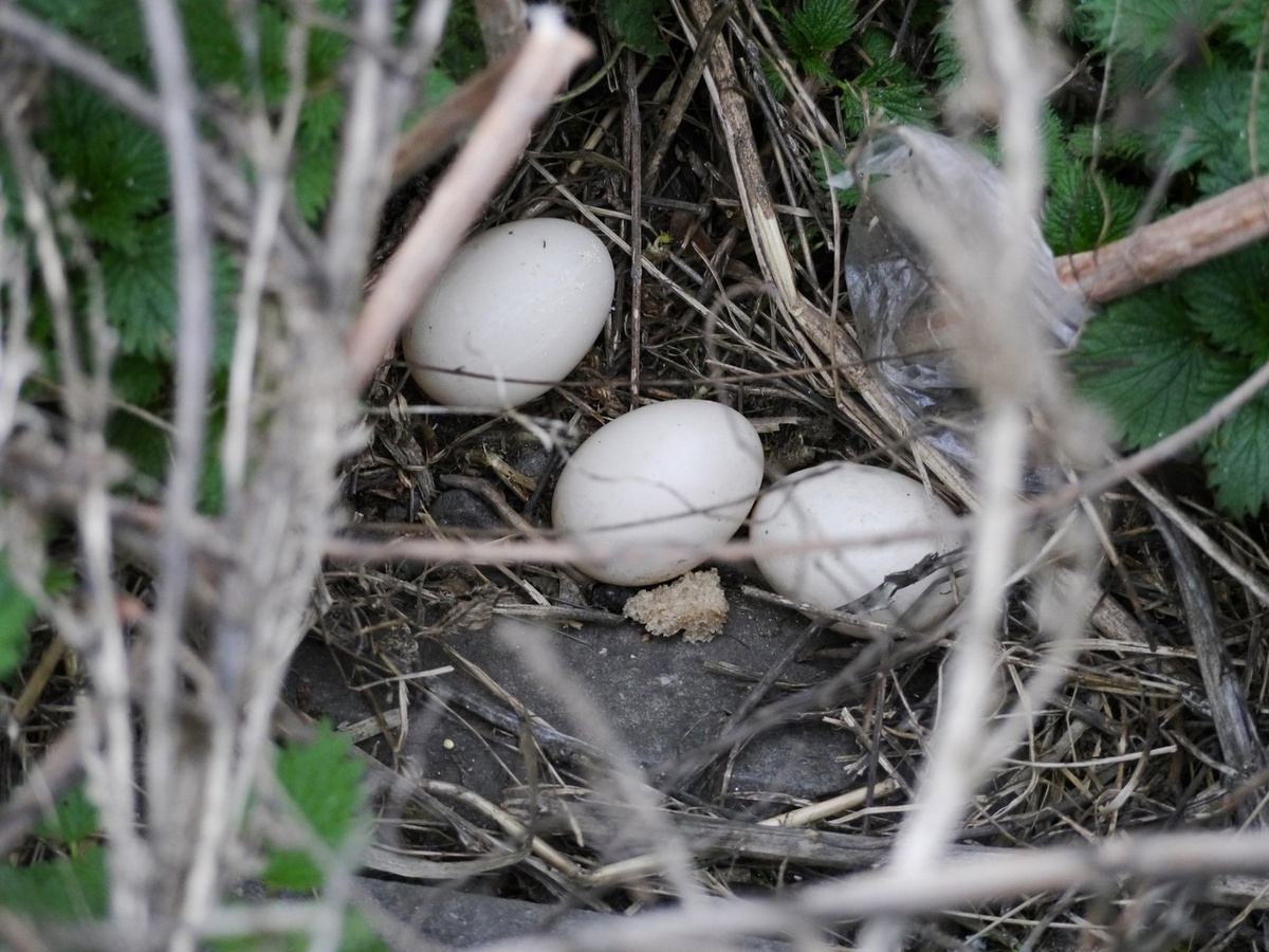     Суровая курская утка свила гнездо в центре города