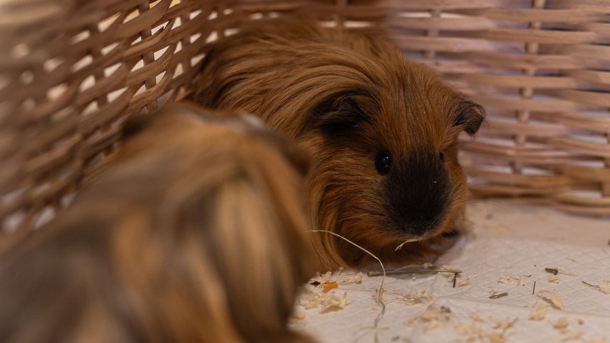 Красавицы Богема и Рапсодия после плотного обеда