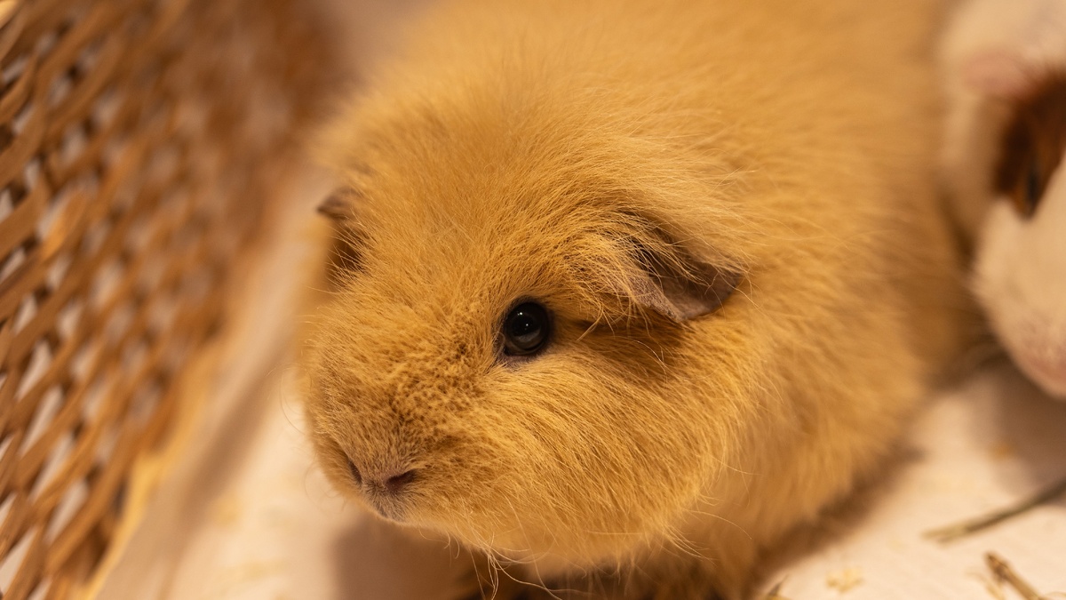 Милая девочка Шакира сопровождает звуками любые свои действия 