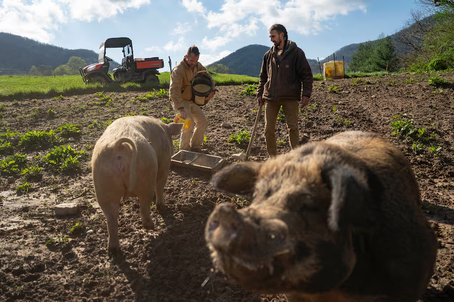 Уокер Сайдс, слева, и Билли Кэлли работают на ферме Hickory Nut Gap в Фэрвью, Северная Каролина.