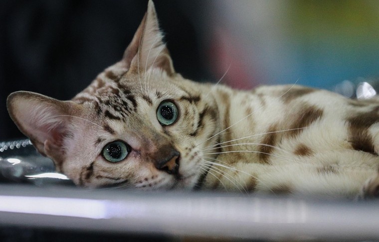    Сергей Булкин/NEWS.ru