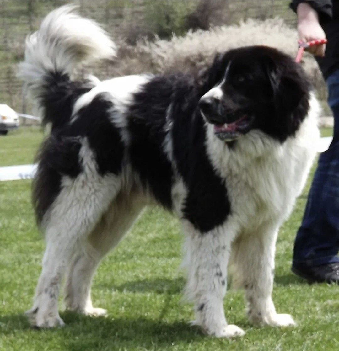 Не квартирная собачка то. (Скачано из интернета).