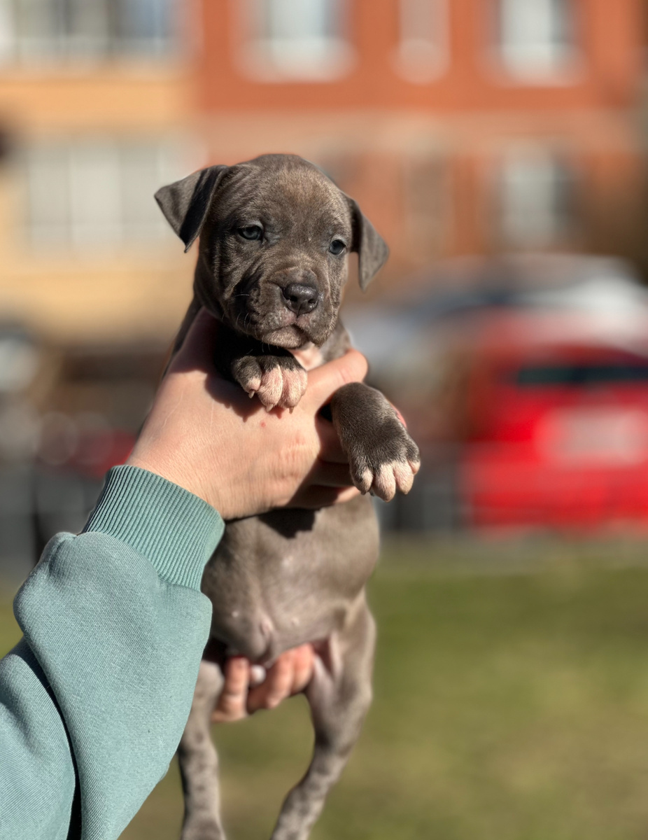 Фото - 2. Голубая сука. 