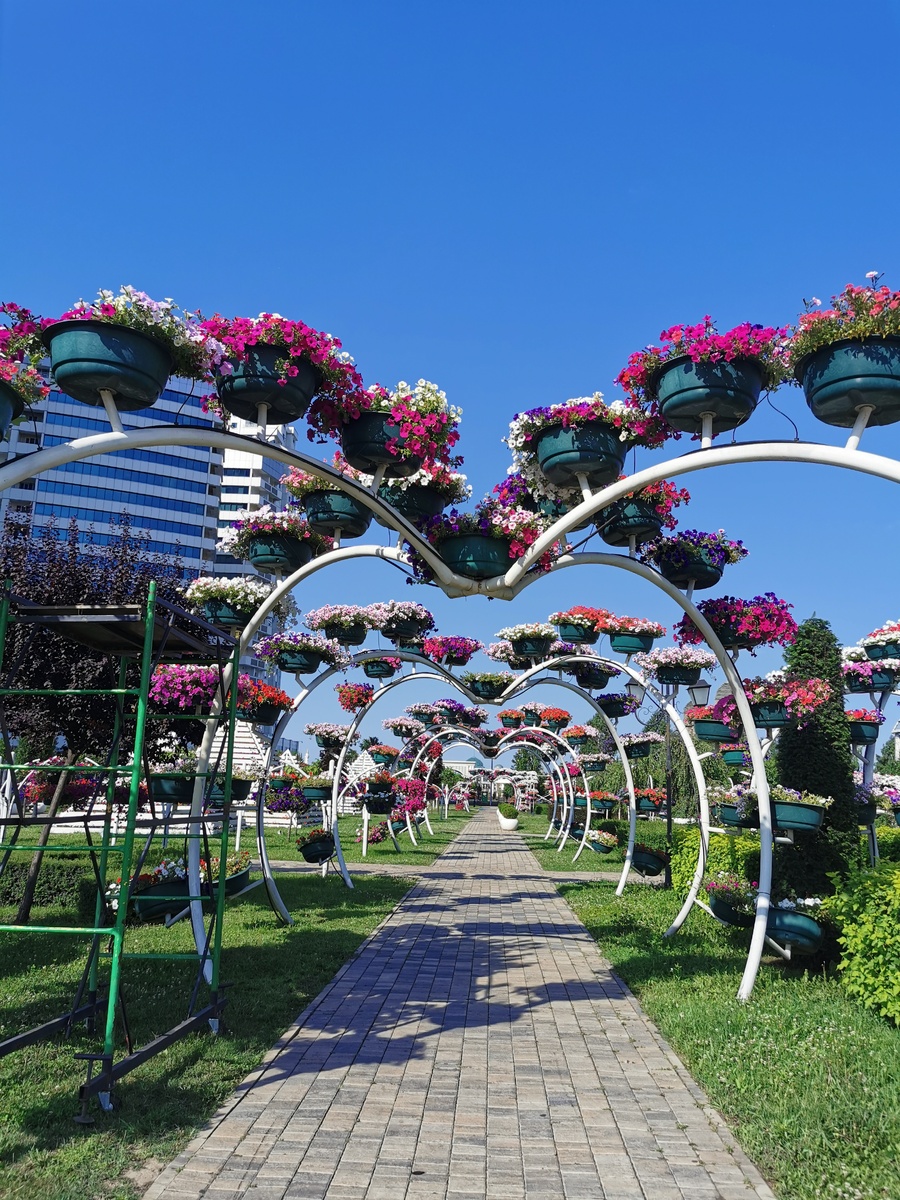 Арка из петуний