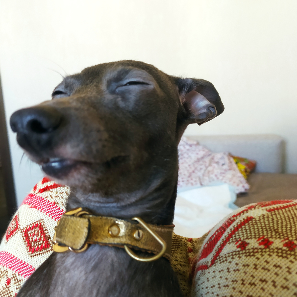 Фея, отдых после прогулки