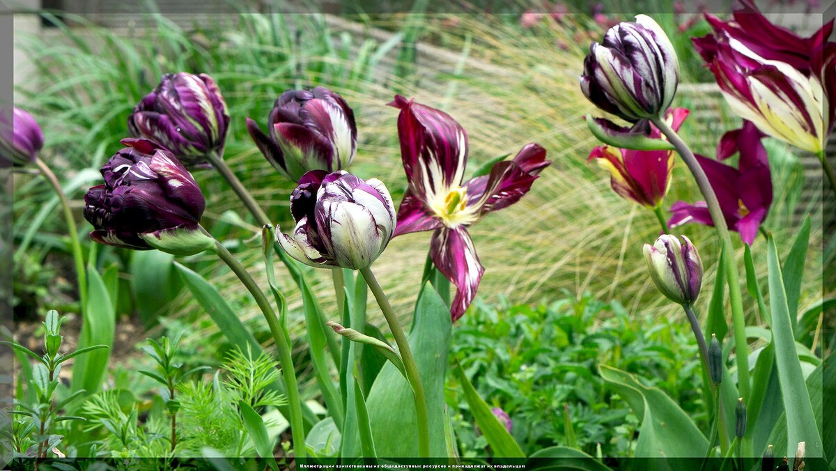 https://vk.com/photo-159774511_457270504. Вирус пестролепестности тюльпанов