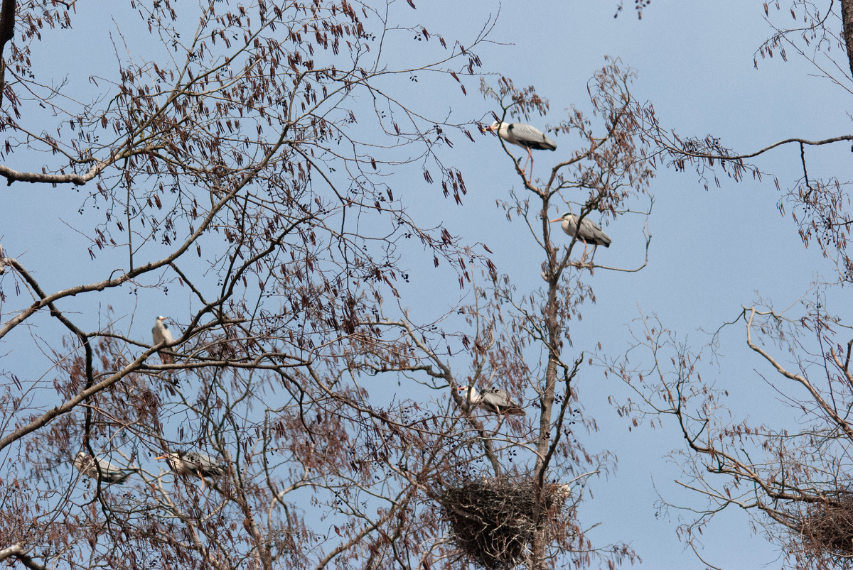 Сколько цапель на фото? (ответ в следующей фотографии)