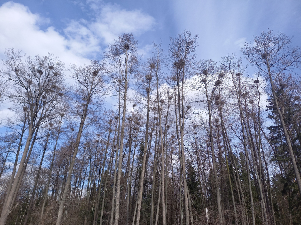 Вид на колонию цапель