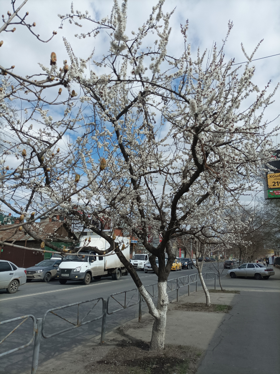 Всего 100км, а там уже деревья цветут, а у нас ещё нет🤷‍♀️. 