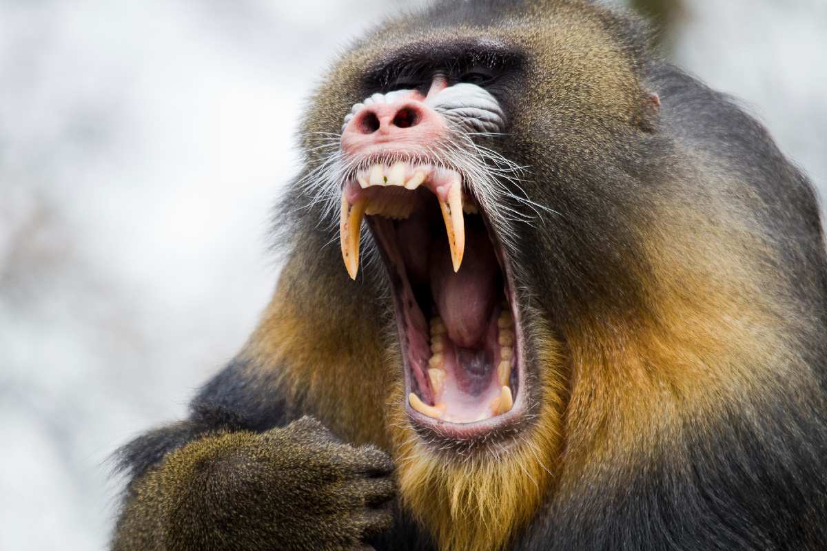 Не бойся - он вегетарианец! 😲 (Мандрил - из открытых источников)