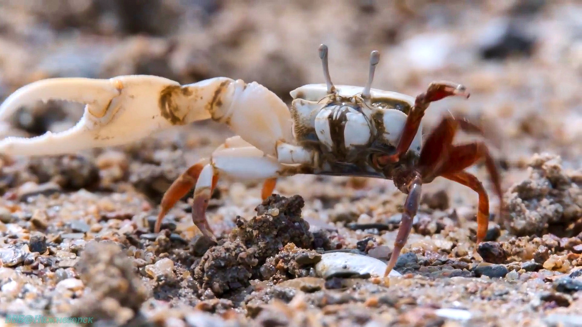 Из открытых источников