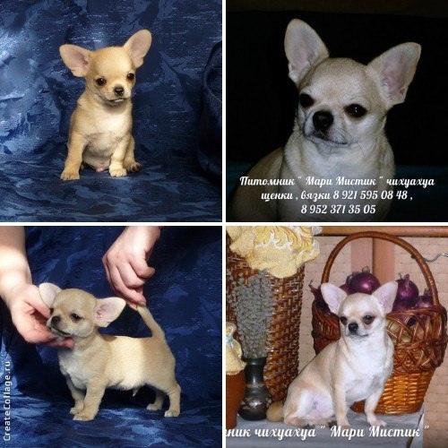 Борис Боренька Борюсик 