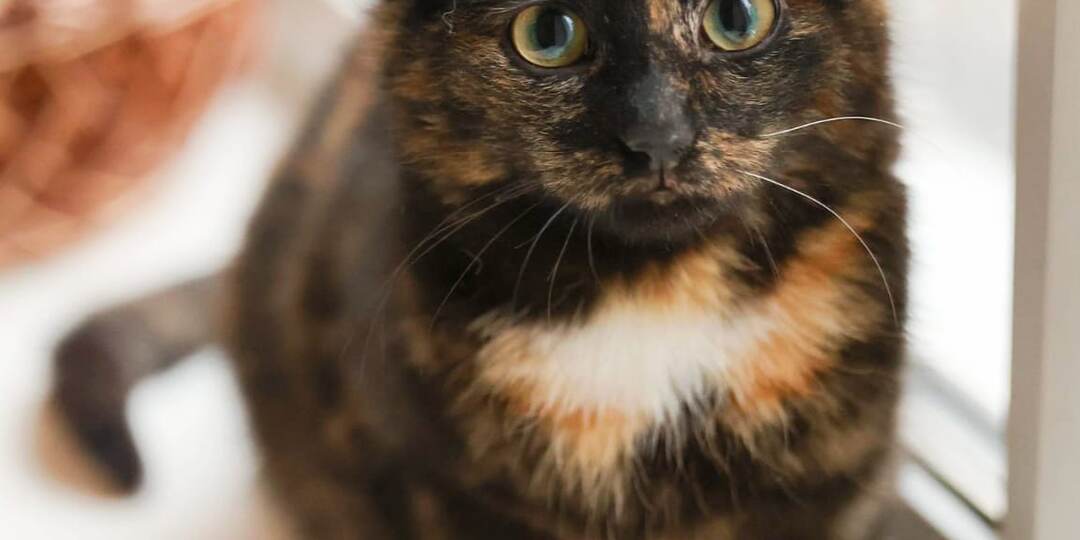 ❗ДОМА❗Отвезли на промзону в мороз. Ищем семью для Альфы.