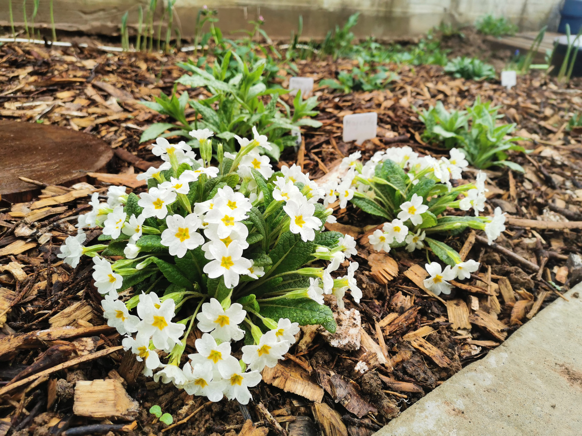 Цветник весной