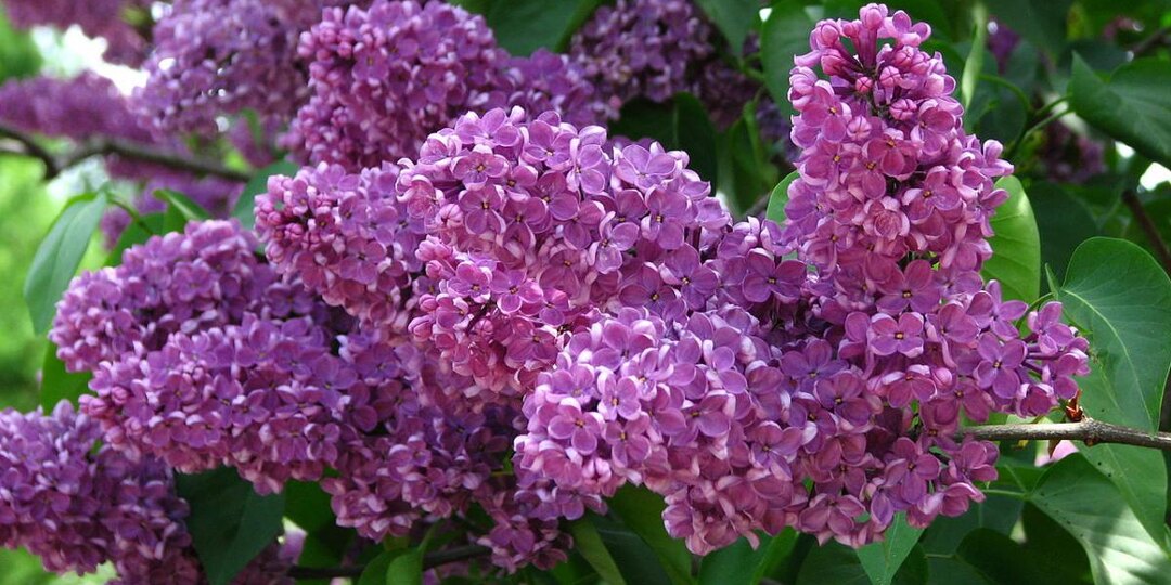 Цветёт в мае и в августе: сорт сирени, который удивит