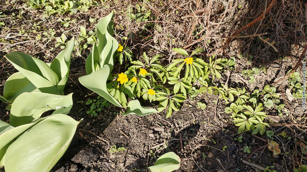 1. Жёлтенькие в палисаднике... © NickFW.ru — 14.04.2025г.