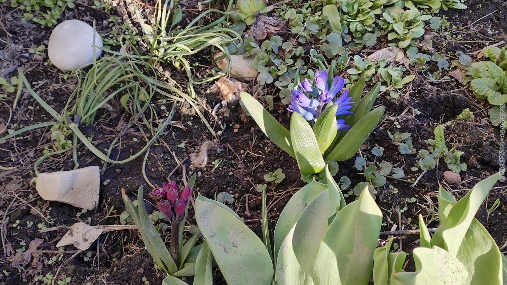 2. и ысчо цветочки... © NickFW.ru — 14.04.2025г.