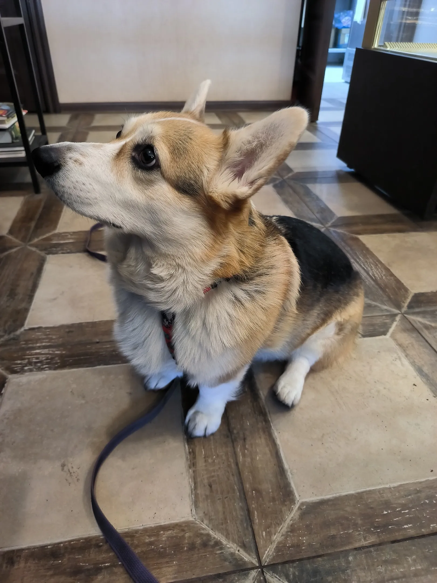 Очаровательнейший корги. Зовут Терри :)
