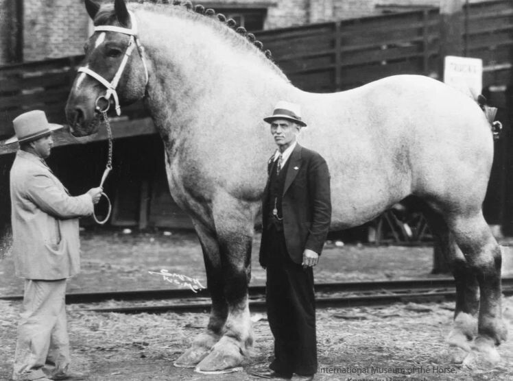 Бруклин Сьюприм